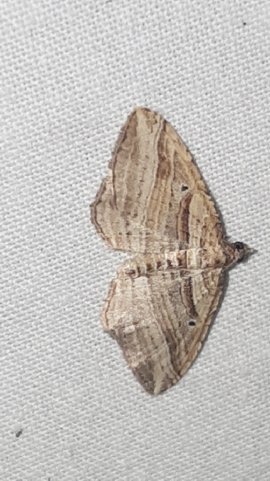 Costaconvexa polygrammata  - Melchior Viallet