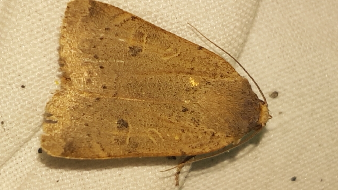 Hulotte  - Melchior Viallet