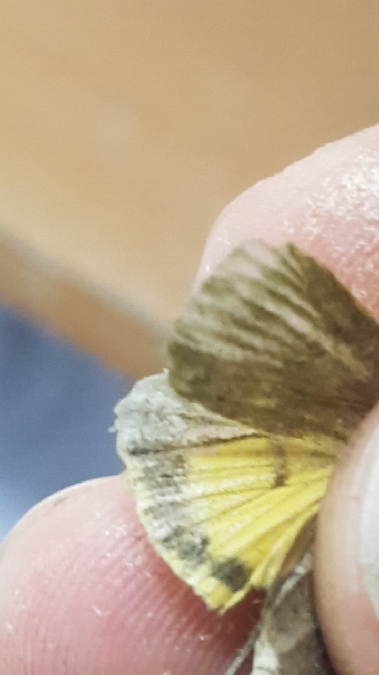 Hulotte  - Melchior Viallet