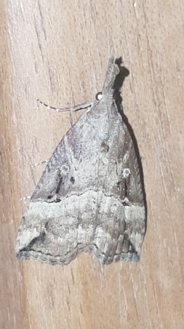 Hypena rostralis  - Melchior Viallet