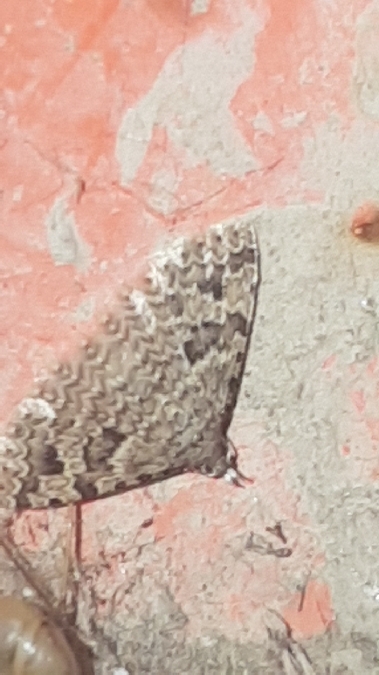 Alucita hexadactyla  - Melchior Viallet