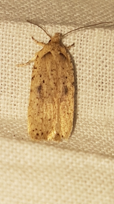 Agonopterix indéterminé  - Melchior Viallet