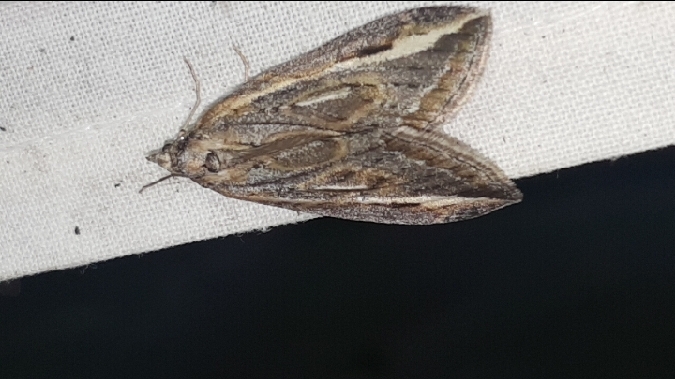 Chesias legatella  - Melchior Viallet