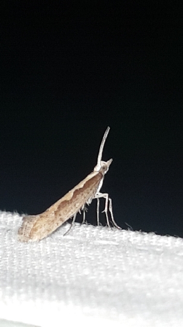 Plutella xylostella  - Melchior Viallet