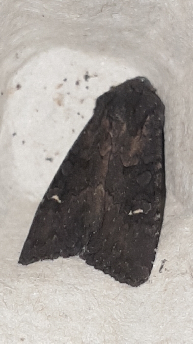 Noctuelle anthracite  - Melchior Viallet