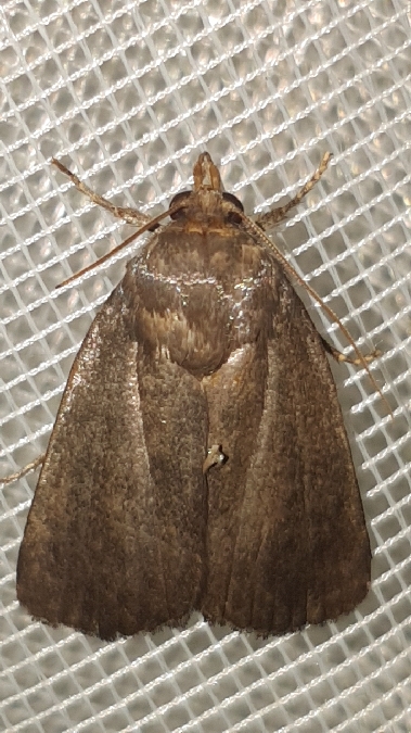 Amphipyra livida  - Melchior Viallet