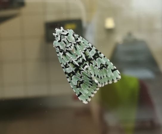 Griposia aprilina  - Thomas Lux