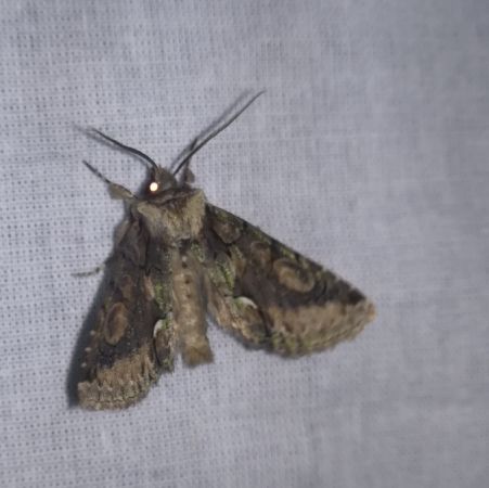 Allophyes oxyacanthae  - Thomas Lux