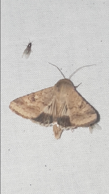 Helicoverpa armigera  - Melchior Viallet