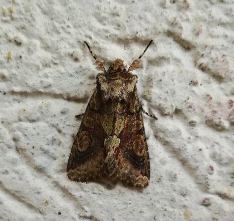 Allophyes oxyacanthae  - Thomas Lux