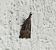 Hypena rostralis  - Thomas Lux
