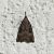 Hypena rostralis  - Thomas Lux