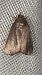 Amphipyra livida  - Melchior Viallet