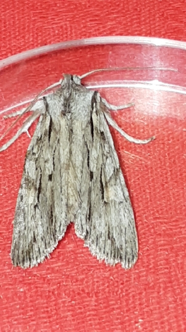 Lithophane leautieri  - Melchior Viallet