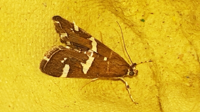Spoladea recurvalis  - Melchior Viallet