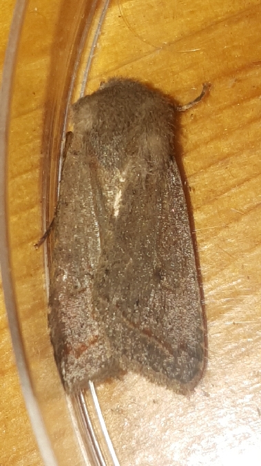 Agrochola lota  - Melchior Viallet