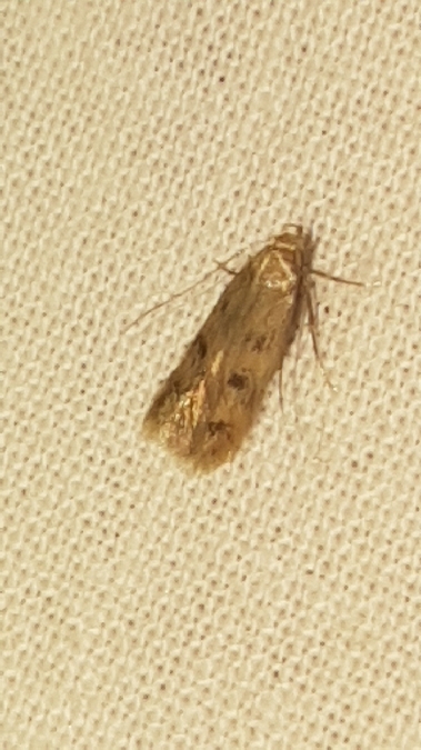 Borkhausenia nefrax  - Melchior Viallet