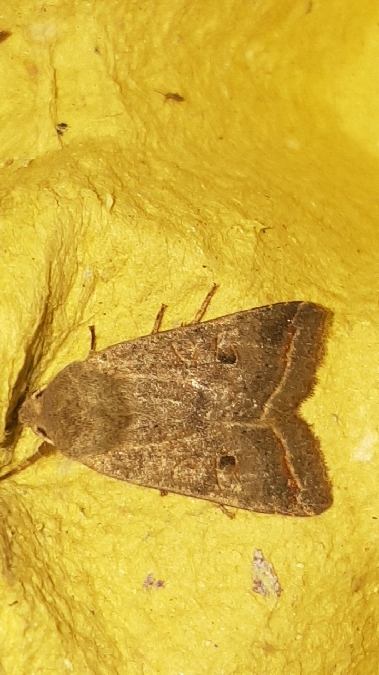Agrochola lota  - Melchior Viallet