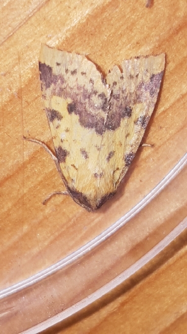 Xanthia togata  - Melchior Viallet