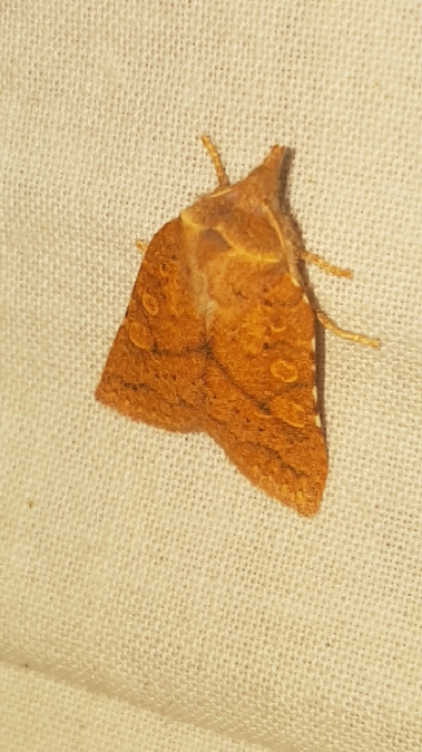 Jodia croceago  - Melchior Viallet