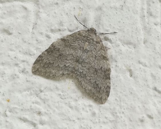 Epirrita sp.  - Thomas Lux