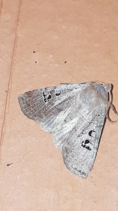 Conistra rubiginosa  - Melchior Viallet