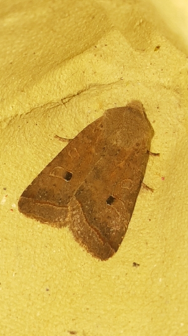 Agrochola macilenta  - Melchior Viallet
