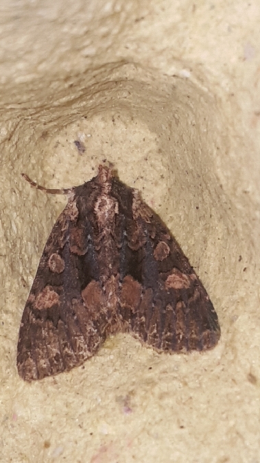 Mniotype satura  - Melchior Viallet