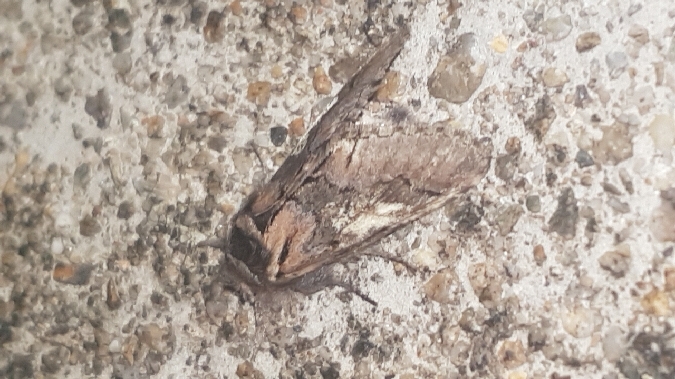 Diloba caeruleocephala  - Melchior Viallet