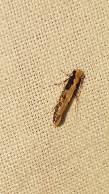 Monopis crocicapitella  - Melchior Viallet