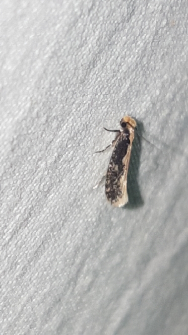Monopis crocicapitella  - Melchior Viallet