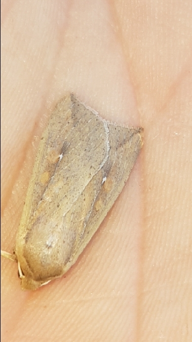 Mythimna unipuncta  - Melchior Viallet