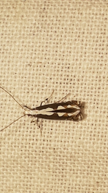 Dialectica scalariella  - Melchior Viallet