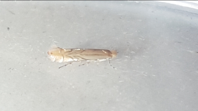Phyllonorycter quercifoliella  - Melchior Viallet