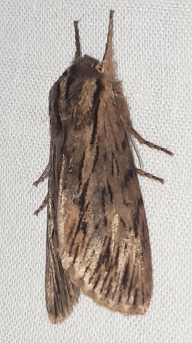 Asteroscopus sphinx  - Melchior Viallet