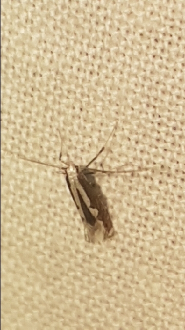 Dialectica scalariella  - Melchior Viallet