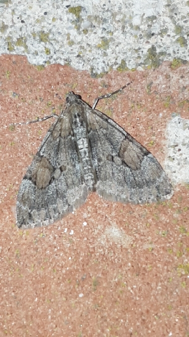 Thera obeliscata  - Melchior Viallet