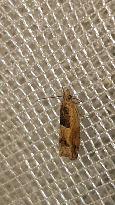 Crocidosema plebejana  - Melchior Viallet