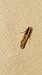 Monopis crocicapitella  - Melchior Viallet