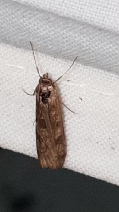 Pyrale de la Luzerne  - Melchior Viallet