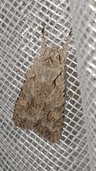 Lithophane ornitopus  - Melchior Viallet