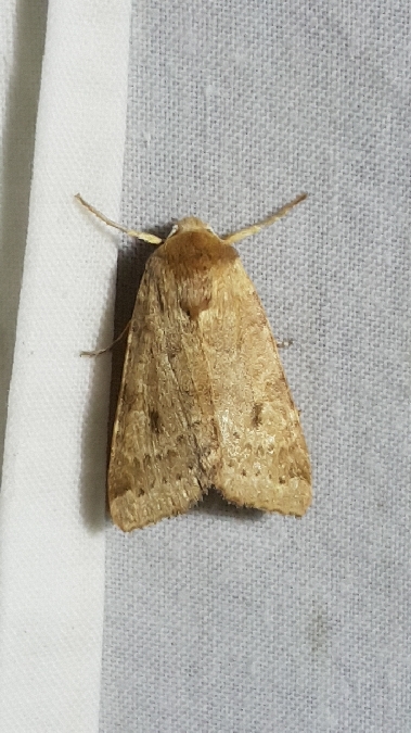Agrochola helvola  - Melchior Viallet