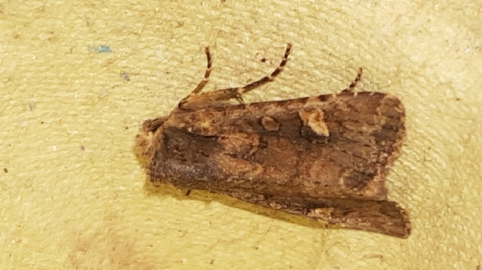 Dryobota labecula  - Melchior Viallet