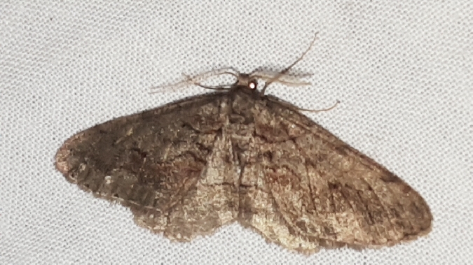 Hibernie messagère  - Melchior Viallet