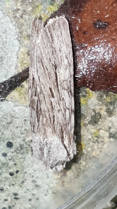 Lithophane leautieri  - Melchior Viallet