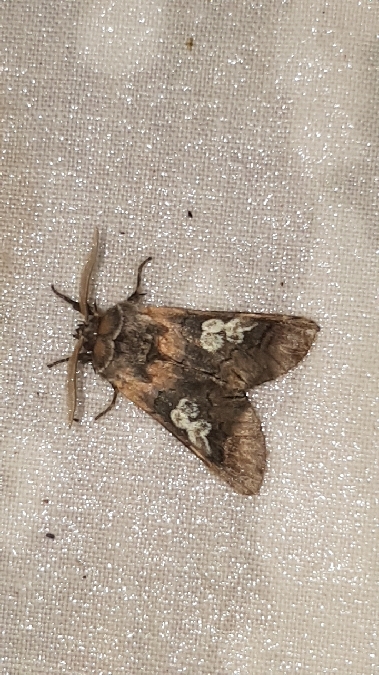 Diloba caeruleocephala  - Melchior Viallet