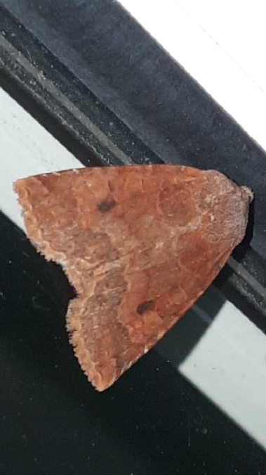 Orrhodie de l'airelle  - Melchior Viallet