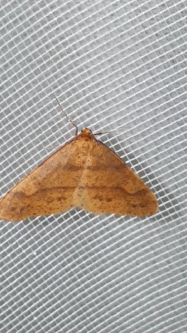 Agriopis aurantiaria  - Melchior Viallet