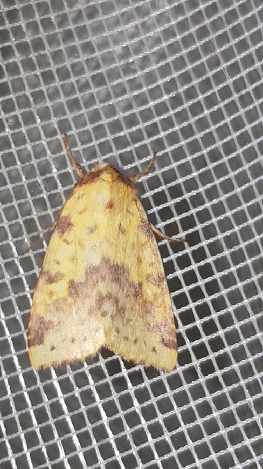 Xanthia togata  - Melchior Viallet