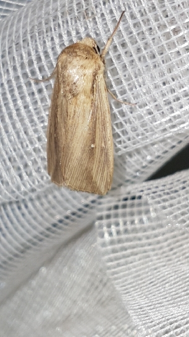 Leucania loreyi  - Melchior Viallet